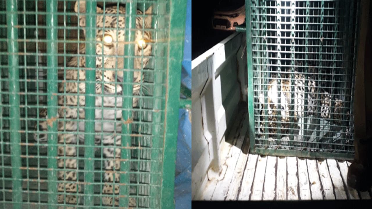 ఇక్రిశాట్ లో చిరుతపులి పట్టివేత ఇక్రిశాట్ లో చిరుతపులి పట్టివేత