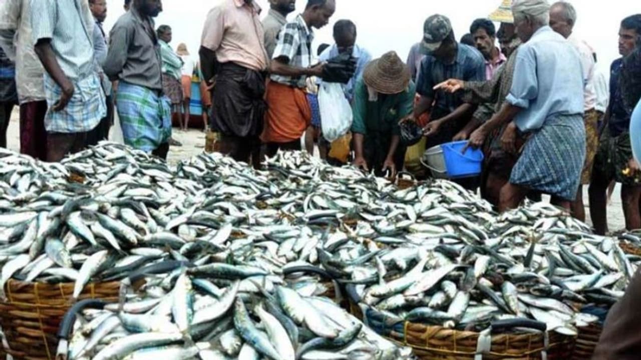 കേരള തീരത്ത് നിന്നും മത്തി രാമേശ്വരത്തേക്ക് പോയതായി ശാസ്ത്രജ്ഞര് കേരള തീരത്ത് നിന്നും മത്തി രാമേശ്വരത്തേക്ക് പോയതായി ശാസ്ത്രജ്ഞര്