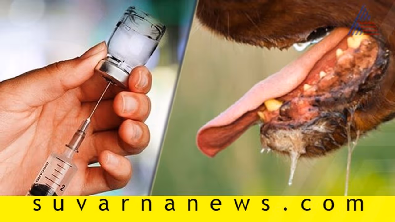 ರಾಜ್ಯದಲ್ಲಿ ಆ್ಯಂಟಿ ರೇಬಿಸ್‌ ಮದ್ದು ಕೊರತೆ! ಪಕ್ಕದ ರಾಜ್ಯದಿಂದ ಪೂರೈಕೆ