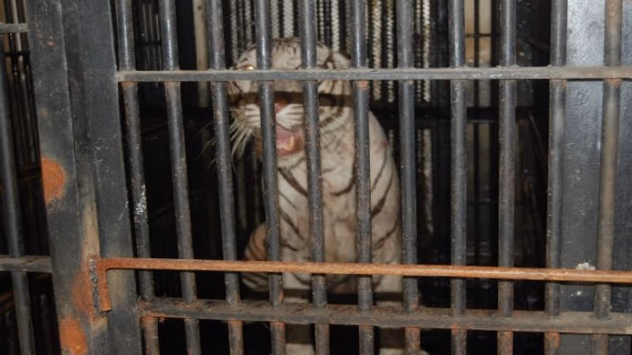 বাঘের বিয়ে দেবে চিড়িয়াখানা, পাত্র ভীন রাজ্যের