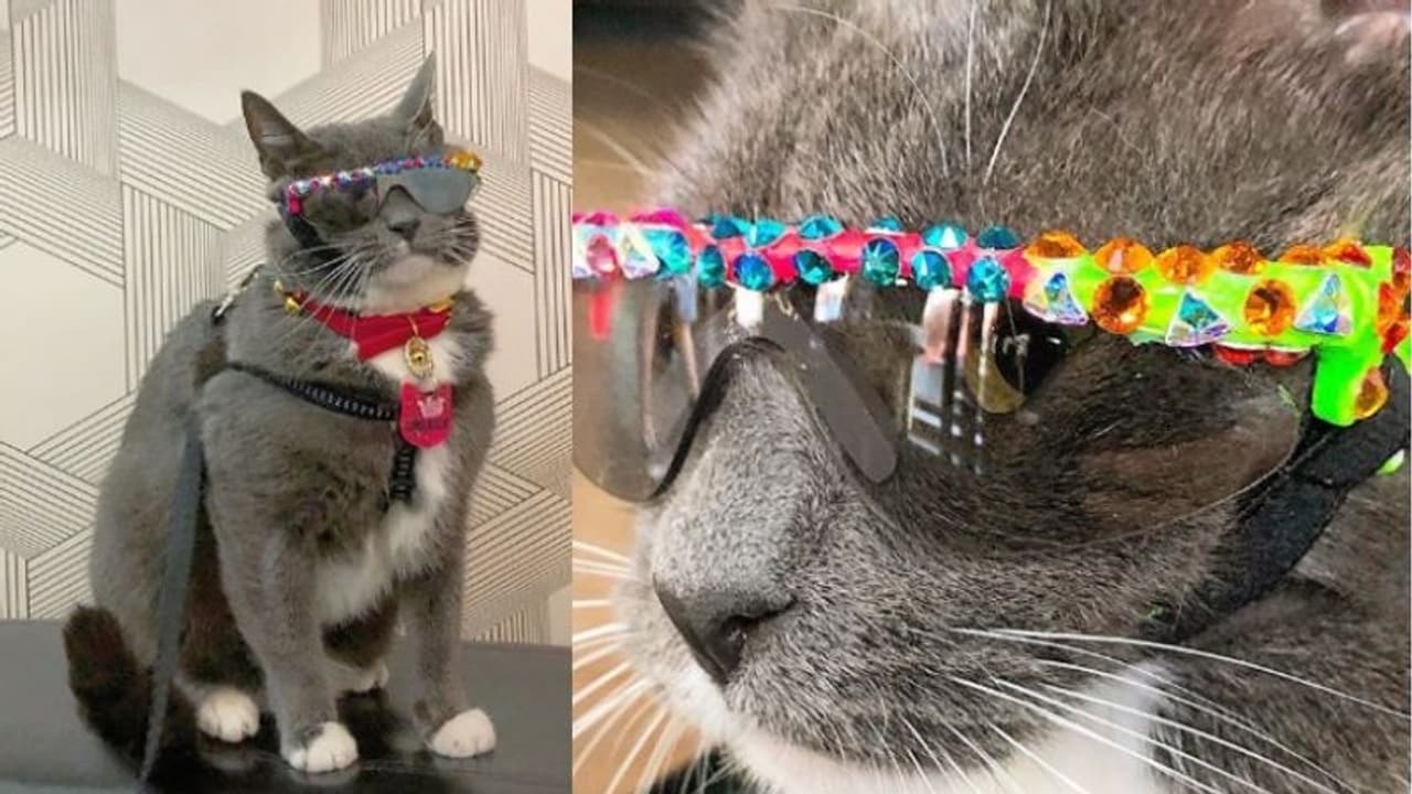 സണ്ഗ്ലാസുകളാല് സമ്പന്നന്, ഇവന് ഇന്സ്റ്റഗ്രാമിലെ സൂപ്പര്സ്റ്റാര്! സണ്ഗ്ലാസുകളാല് സമ്പന്നന്, ഇവന് ഇന്സ്റ്റഗ്രാമിലെ സൂപ്പര്സ്റ്റാര്!