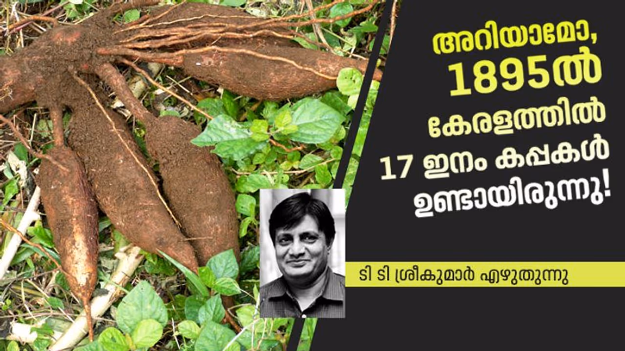 കപ്പ കേരളത്തില്‍ കൊണ്ടുവന്നത് വിശാഖം തിരുനാള്‍ ആയിരുന്നോ?