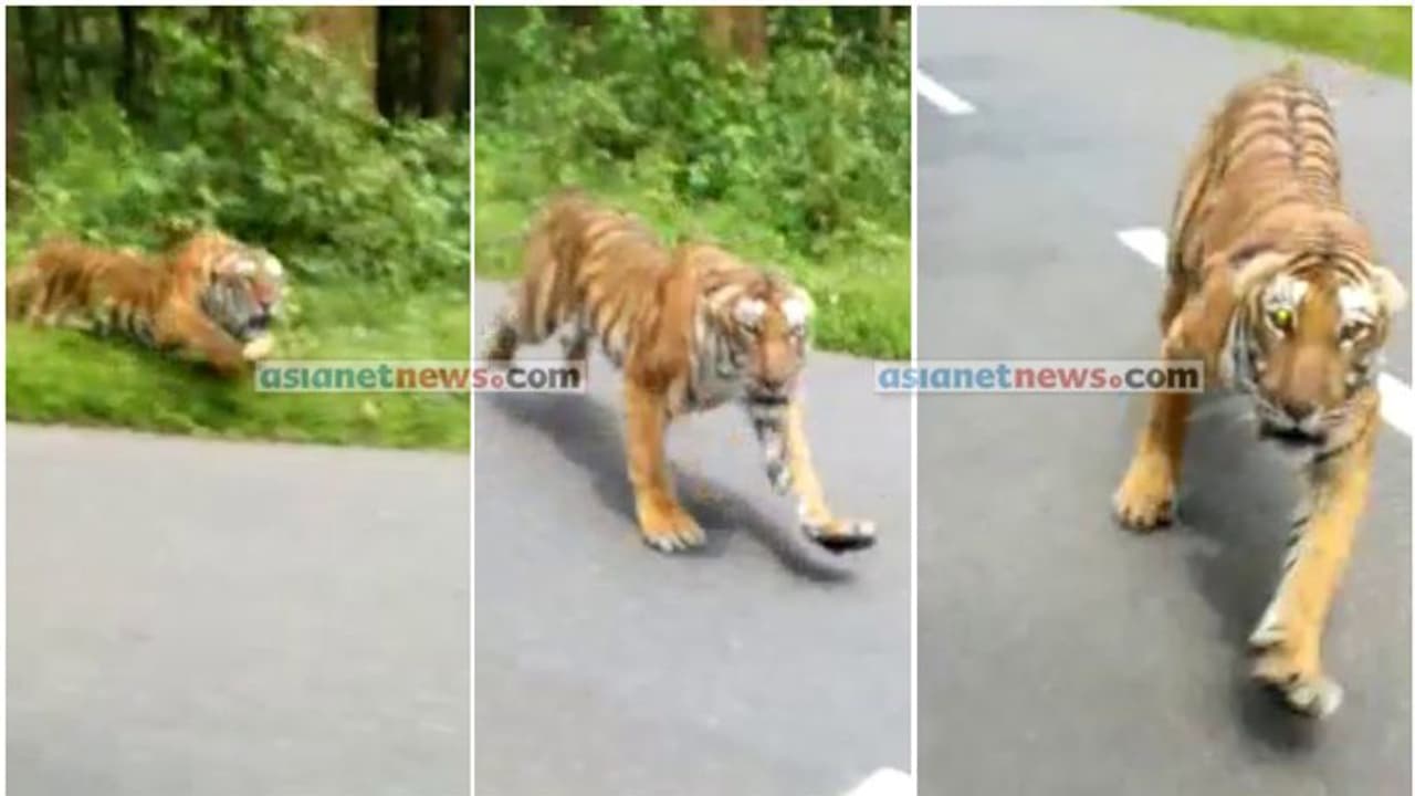 റോഡ് മുറിച്ച് കടക്കുന്ന കടുവയ്ക്ക് മുമ്പില്പ്പെട്ട് മലയാളി ബൈക്ക് യാത്രികര്; വീഡിയോ റോഡ് മുറിച്ച് കടക്കുന്ന കടുവയ്ക്ക് മുമ്പില്പ്പെട്ട് മലയാളി ബൈക്ക് യാത്രികര്; വീഡിയോ