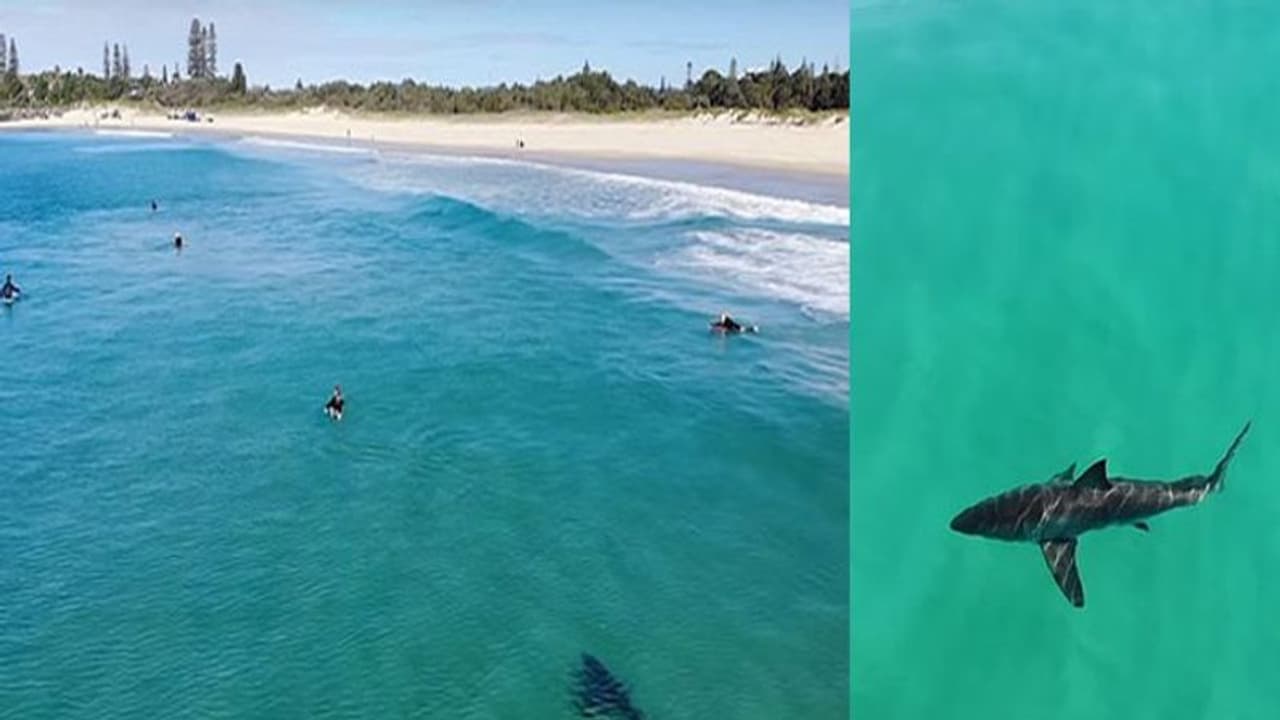 സ്രാവിന്റെ സാന്നിധ്യം തിരിച്ചറിയാതെ കടലില് നീന്തി സഞ്ചാരികള്; ഡ്രോണ് പകര്ത്തിയ ചിത്രങ്ങള് വൈറല് സ്രാവിന്റെ സാന്നിധ്യം തിരിച്ചറിയാതെ കടലില് നീന്തി സഞ്ചാരികള്; ഡ്രോണ് പകര്ത്തിയ ചിത്രങ്ങള് വൈറല്