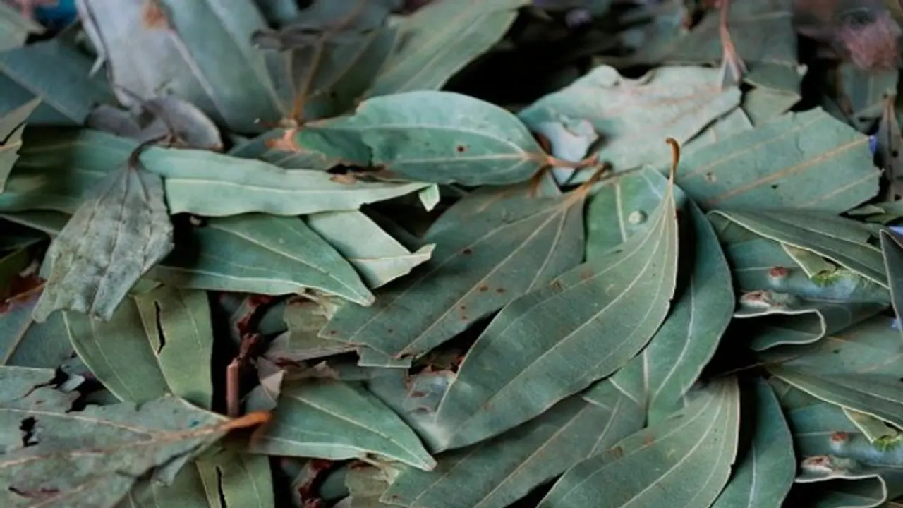 তেজপাতা পোড়ান ১০ মিনিট! নিমেশে ফল পাবেন ম্যাজিকের মতো তেজপাতা পোড়ান ১০ মিনিট! নিমেশে ফল পাবেন ম্যাজিকের মতো