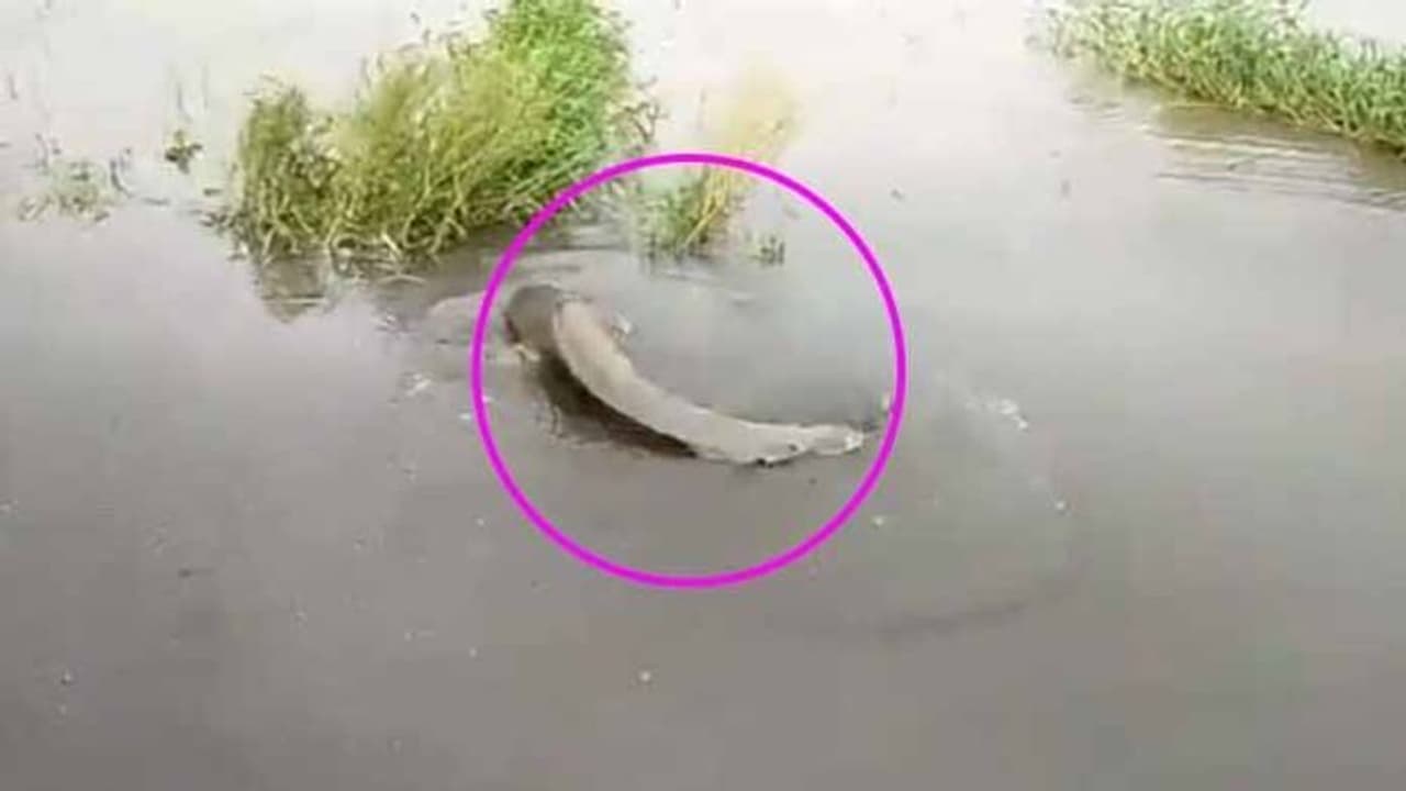 ముంబైలో భారీవర్షాలు: వూరు కొట్టుకుపోతుంటే... చేపల వేట ముంబైలో భారీవర్షాలు: వూరు కొట్టుకుపోతుంటే... చేపల వేట