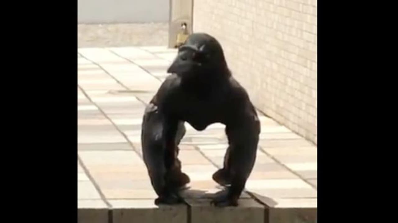 কাক এ গরিলাভ্রম, ভাইরাল ভিডিও দেখে বিভ্রান্ত নেটিজেনরা কাক এ গরিলাভ্রম, ভাইরাল ভিডিও দেখে বিভ্রান্ত নেটিজেনরা