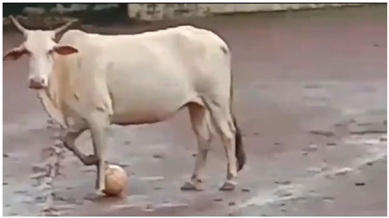 கால்பந்து விளையாடும் காளை மாடு... இணையத்தில் வைரலாகும் ஆச்சர்யமான வீடியோ... கால்பந்து விளையாடும் காளை மாடு... இணையத்தில் வைரலாகும் ஆச்சர்யமான வீடியோ...