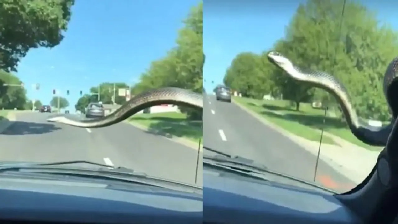 ಚಲಿಸುತ್ತಿದ್ದ ಕಾರಿನಲ್ಲಿ ಹಾವಿನಾಟ ಒಳಗಿದ್ದವರಿಗೆ ಪ್ರಾಣಸಂಕಟ!