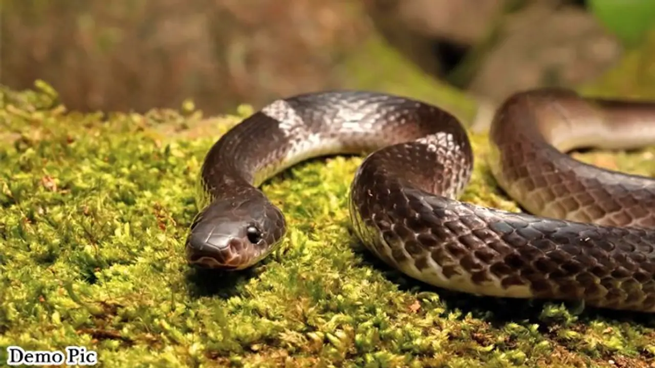 Woman sits on mating snakes while on call with husband