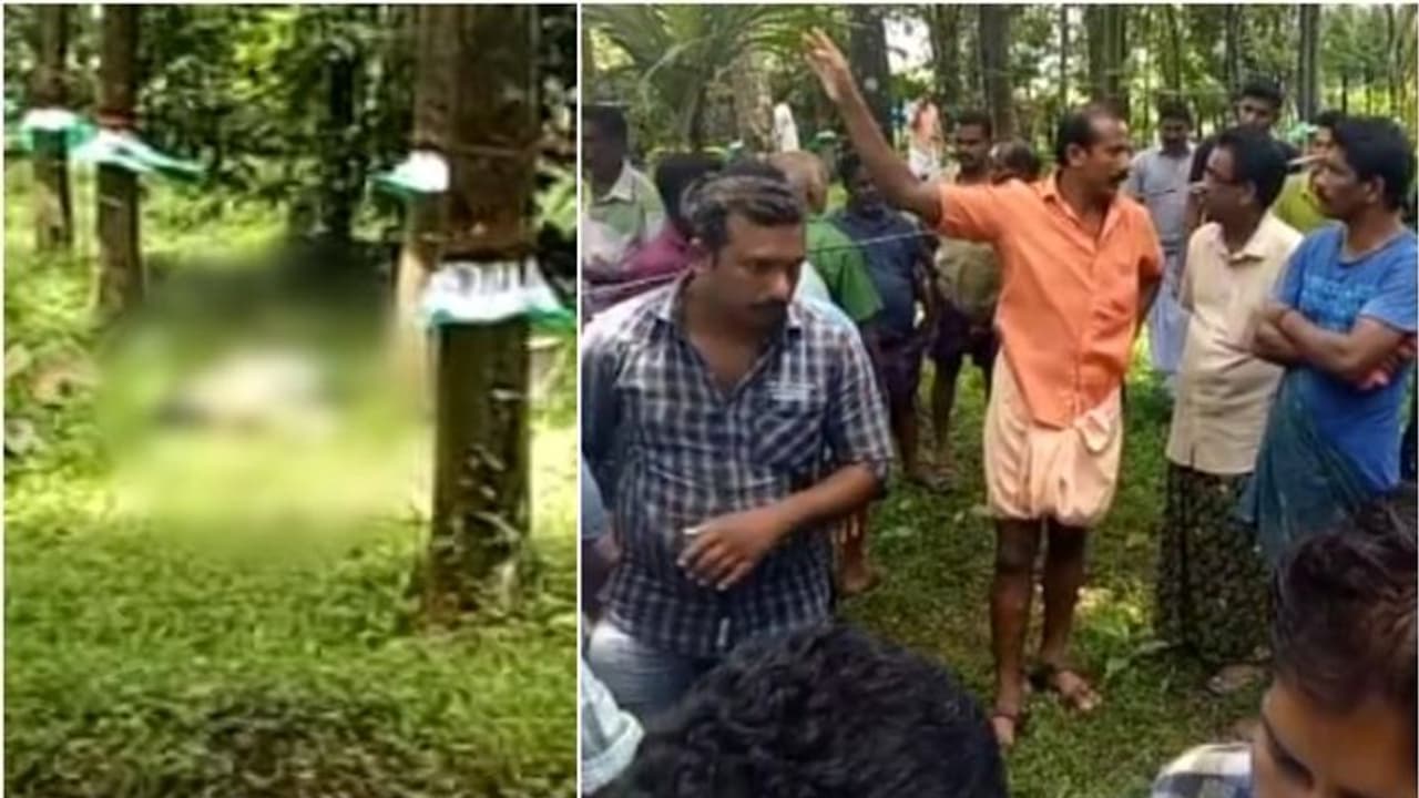 കോതമംഗലത്ത് അറുപതുകാരി റബ്ബർ തോട്ടത്തിൽ മരിച്ച നിലയിൽ; കൊലപാതകമെന്ന് പൊലീസ് കോതമംഗലത്ത് അറുപതുകാരി റബ്ബർ തോട്ടത്തിൽ മരിച്ച നിലയിൽ; കൊലപാതകമെന്ന് പൊലീസ്