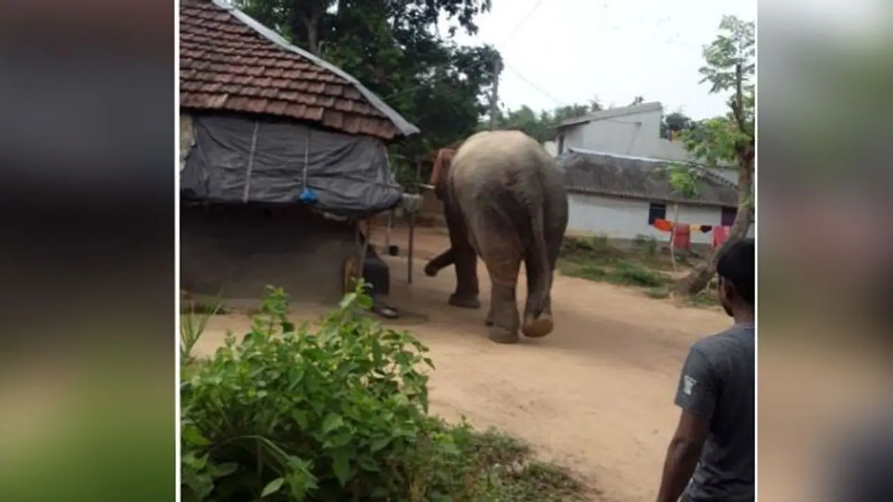 বড্ড খিদে পেয়েছে, সোজা রেশন ডিলারের বাড়িতে দাঁতাল