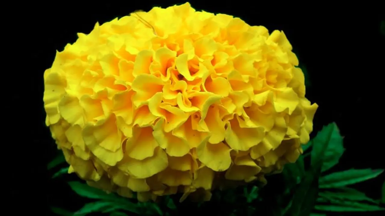 পুজোর সাজিতে বাড়তি গাঁদা ফুল! ফেলে না দিয়ে জানুন এর ঔষুধি গুণাগুণ