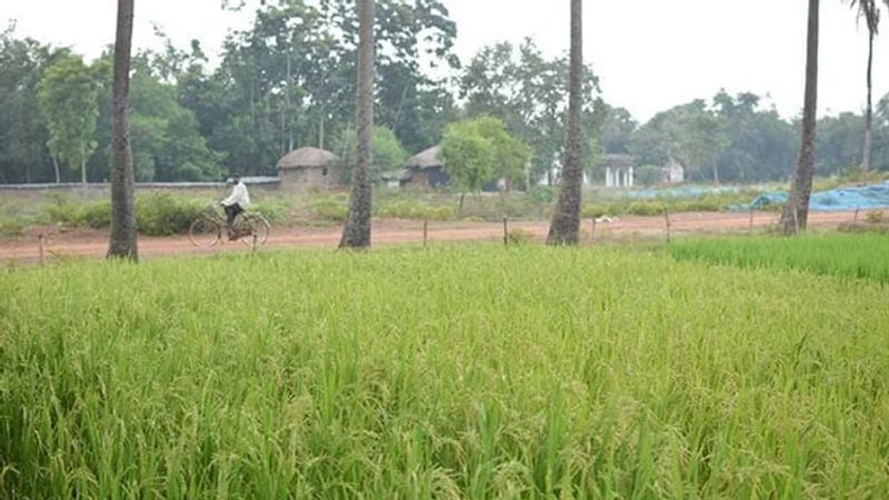 ರಾಗಿ, ಭತ್ತ ಜೋಳ ತೊಗರಿ ಬೆಂಬಲ ಬೆಲೆ ಹೆಚ್ಚಿಸಿದ ಕೇಂದ್ರ: ಯಾವುದು ಎಷ್ಟು? ರಾಗಿ, ಭತ್ತ ಜೋಳ ತೊಗರಿ ಬೆಂಬಲ ಬೆಲೆ ಹೆಚ್ಚಿಸಿದ ಕೇಂದ್ರ: ಯಾವುದು ಎಷ್ಟು?