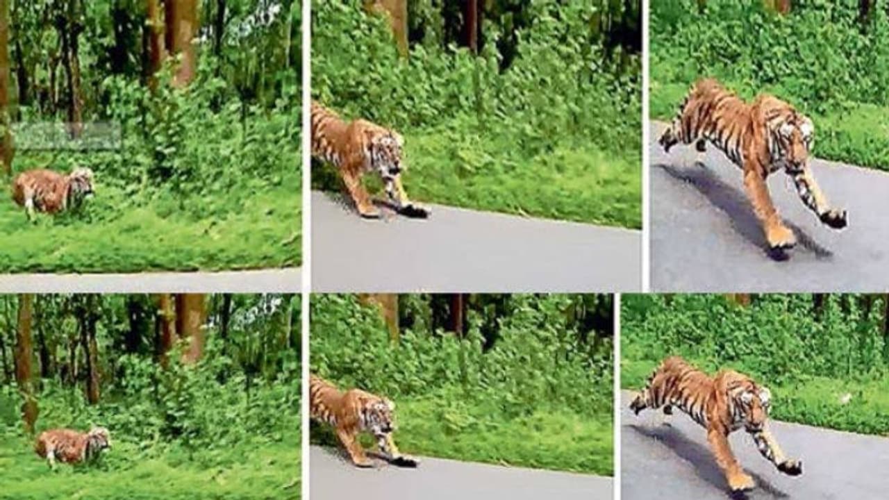 വൈറൽ കടുവ വയനാട്ടിൽ തന്നെ: യാത്രക്കാര്ക്ക് ജാഗ്രതാ നിര്ദേശം വൈറൽ കടുവ വയനാട്ടിൽ തന്നെ: യാത്രക്കാര്ക്ക് ജാഗ്രതാ നിര്ദേശം