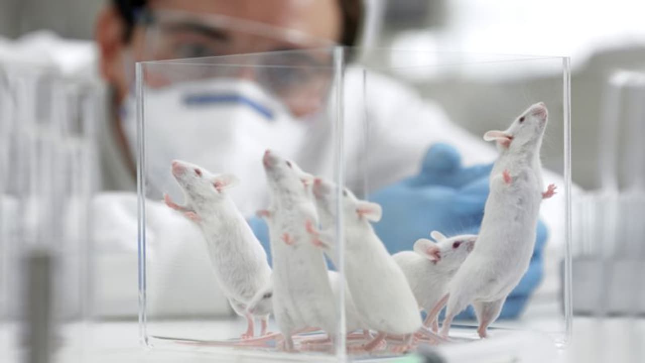 എലികളിലെ എച്ച്ഐവി നീക്കം ചെയ്തെന്ന് ഗവേഷകർ, അടുത്ത വര്ഷത്തോടെ മരുന്ന് എലികളിലെ എച്ച്ഐവി നീക്കം ചെയ്തെന്ന് ഗവേഷകർ, അടുത്ത വര്ഷത്തോടെ മരുന്ന്