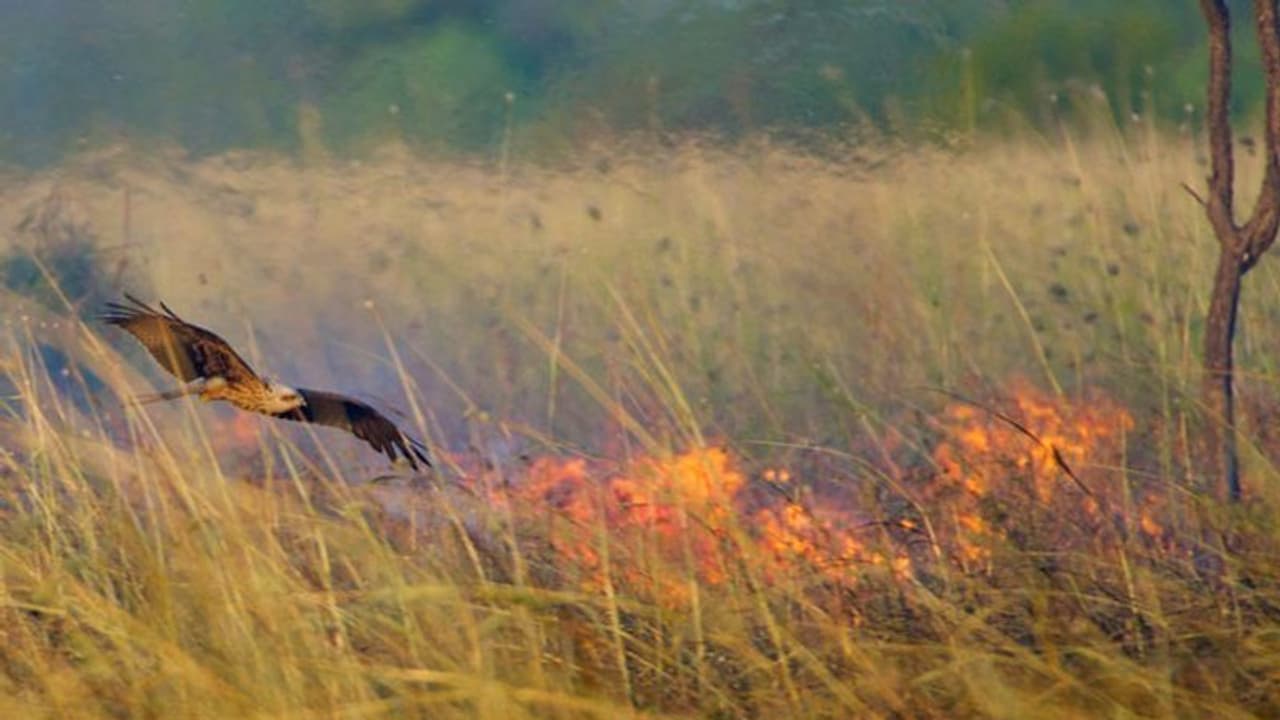 കാടിന് തീയിട്ട് 'പരുന്തുകള്'; കാരണം കണ്ടെത്തിയപ്പോള് അമ്പരന്ന് ശാസ്ത്രലോകം കാടിന് തീയിട്ട് 'പരുന്തുകള്'; കാരണം കണ്ടെത്തിയപ്പോള് അമ്പരന്ന് ശാസ്ത്രലോകം