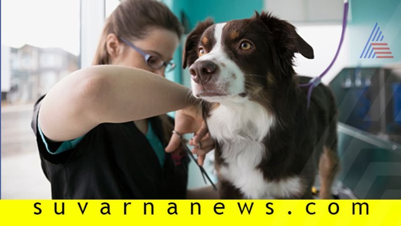 ಪ್ರಾಣಿ ಪ್ರಿಯರಿಗೊಂದು ಪ್ರಿಯ ಕೆರಿಯರ್...