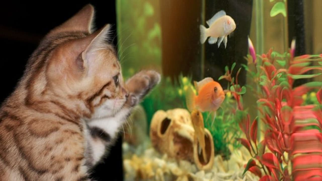 ঘর সাজানোর জন্য নয়, সুস্থ ও সুরক্ষিত থাকতে বাড়িতে রাখুন অ্যাকোরিয়াম ঘর সাজানোর জন্য নয়, সুস্থ ও সুরক্ষিত থাকতে বাড়িতে রাখুন অ্যাকোরিয়াম