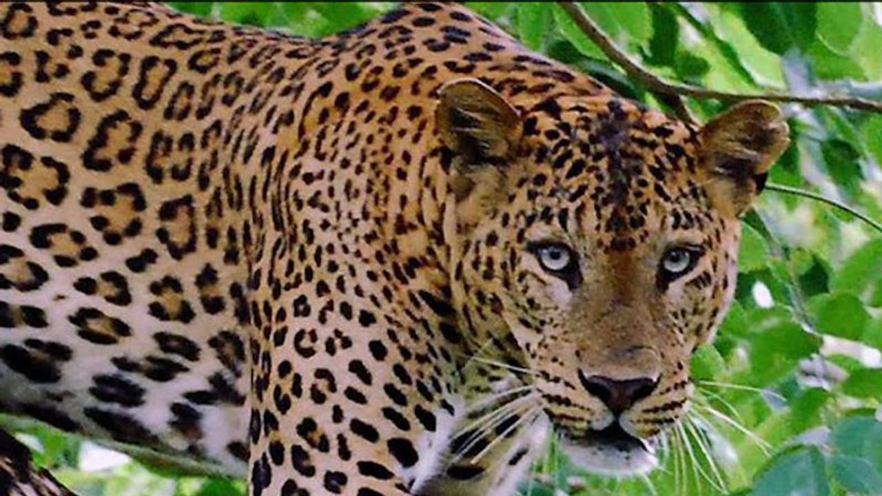 മാതാപിതാക്കളോടൊപ്പം ഉറങ്ങിക്കിടന്ന മൂന്ന് വയസ്സുകാരനെ പുലി കൊണ്ടുപോയി കൊലപ്പെടുത്തി