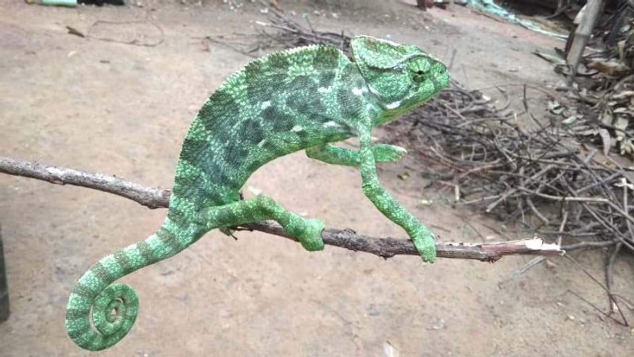 মাঝরাস্তায় বিরল প্রাণী, আগলে রেখে বন দফতরের হাতে তুলে দিলেন যুবক মাঝরাস্তায় বিরল প্রাণী, আগলে রেখে বন দফতরের হাতে তুলে দিলেন যুবক