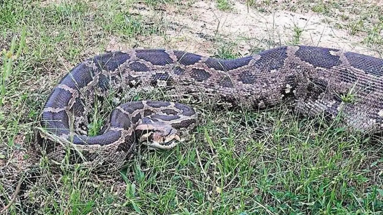 जब खेत में जुताई करते वक्त ट्रैक्टर में फंसा 10 फिट लंबा अजगर जब खेत में जुताई करते वक्त ट्रैक्टर में फंसा 10 फिट लंबा अजगर