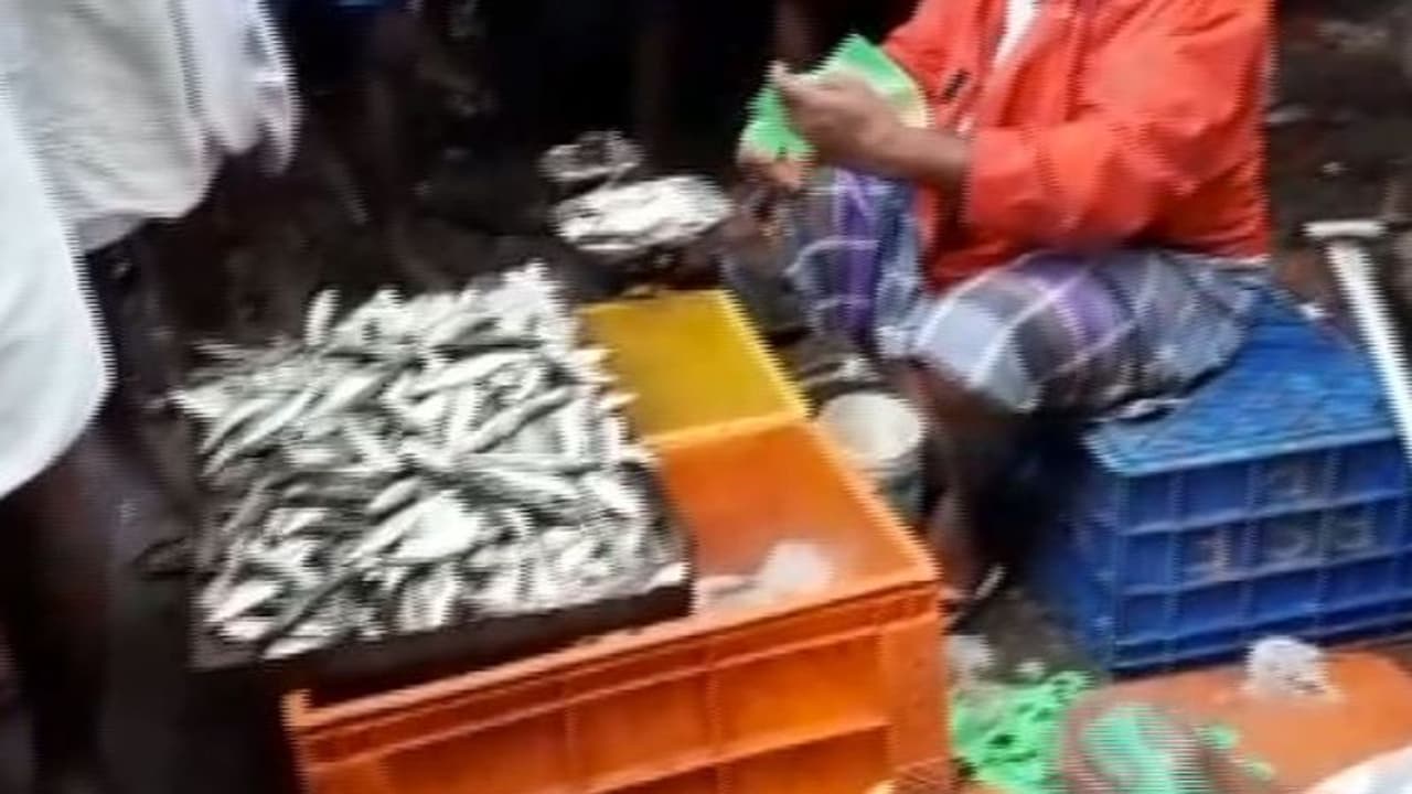 കരുനാഗപ്പള്ളിയില് വില്പ്പനക്ക് വച്ച പഴകിയതും പുഴു അരിച്ചതുമായ മീന് പിടിച്ചെടുത്തു കരുനാഗപ്പള്ളിയില് വില്പ്പനക്ക് വച്ച പഴകിയതും പുഴു അരിച്ചതുമായ മീന് പിടിച്ചെടുത്തു