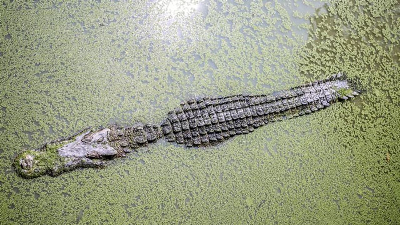 ഈ മുതലകള് മാംസഭോജികളല്ല, സസ്യഭോജികള്, ദിനോസറുകള്ക്കൊപ്പം വളര്ന്നവര് ഈ മുതലകള് മാംസഭോജികളല്ല, സസ്യഭോജികള്, ദിനോസറുകള്ക്കൊപ്പം വളര്ന്നവര്