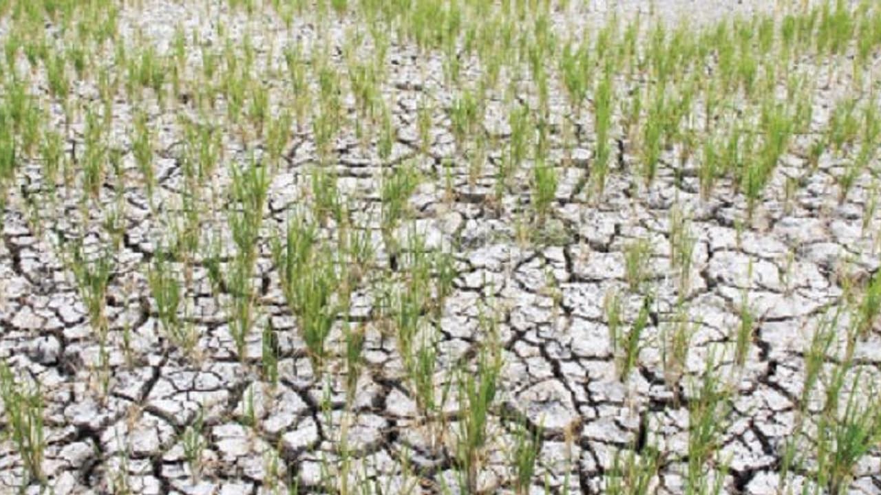 വെള്ളമില്ല, പാടം ഉഴുതുമറിച്ചിട്ടില്ല, മുളപ്പിച്ച ഞാറ് ഉണങ്ങിത്തുടങ്ങി, ദുരിതത്തിൽ കർഷകർ വെള്ളമില്ല, പാടം ഉഴുതുമറിച്ചിട്ടില്ല, മുളപ്പിച്ച ഞാറ് ഉണങ്ങിത്തുടങ്ങി, ദുരിതത്തിൽ കർഷകർ