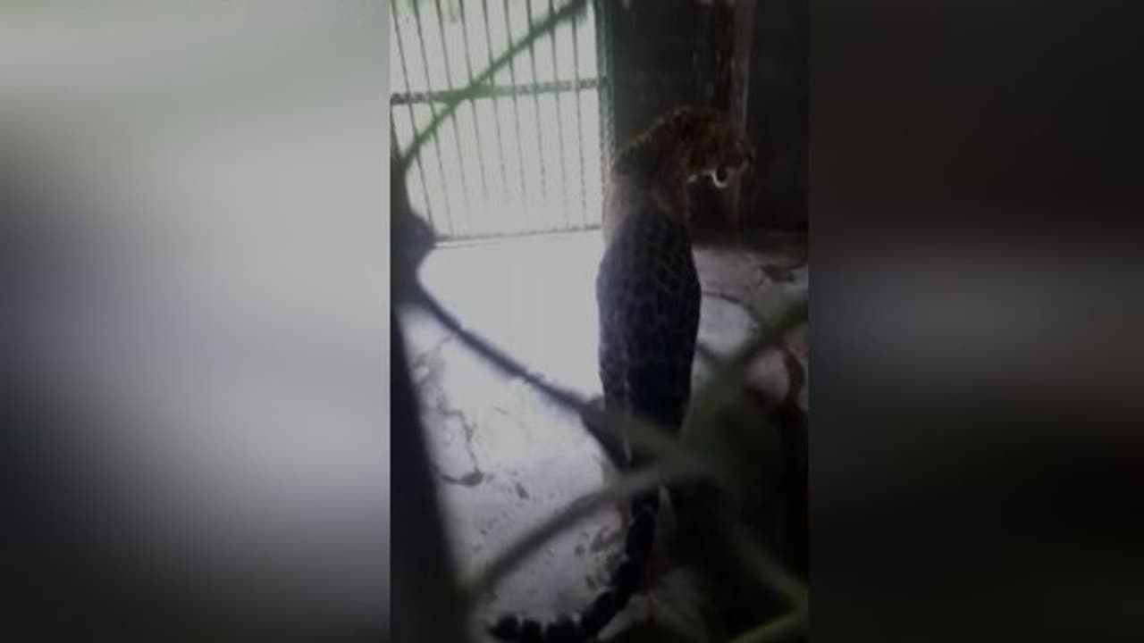 এল নতুন দুটি চিতাবাঘ, শীতে রেকর্ড ভাঙতে তৈরি হচ্ছে আলিপুর চিড়িয়াখানা