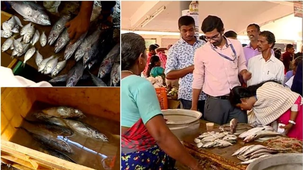മത്സ്യ മാർക്കറ്റുകളിൽ പരിശോധന തുടരുന്നു; പിടിച്ചെടുത്ത മത്സ്യങ്ങൾ നശിപ്പിച്ചു മത്സ്യ മാർക്കറ്റുകളിൽ പരിശോധന തുടരുന്നു; പിടിച്ചെടുത്ത മത്സ്യങ്ങൾ നശിപ്പിച്ചു