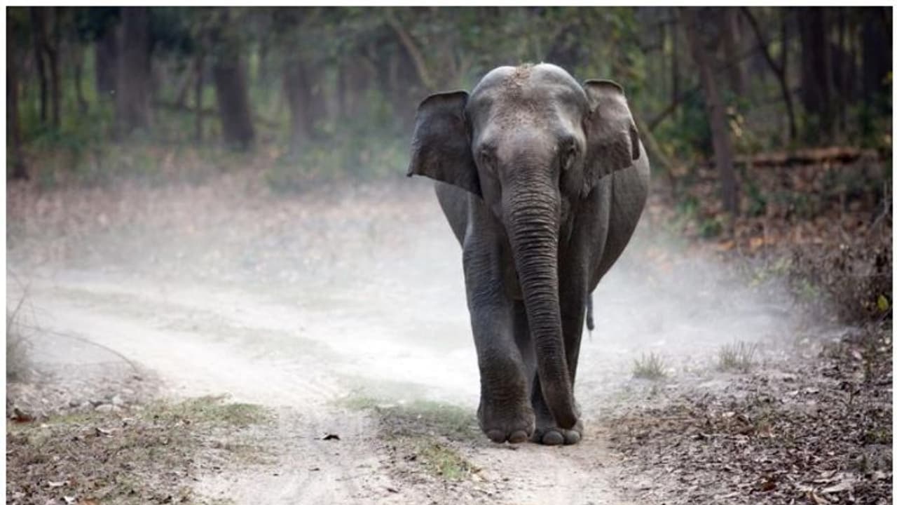 ചരക്ക് ലോറിയിടിച്ച് വയനാട്ടിൽ പിടിയാനയ്ക്ക് ഗുരുതര പരിക്ക് ചരക്ക് ലോറിയിടിച്ച് വയനാട്ടിൽ പിടിയാനയ്ക്ക് ഗുരുതര പരിക്ക്