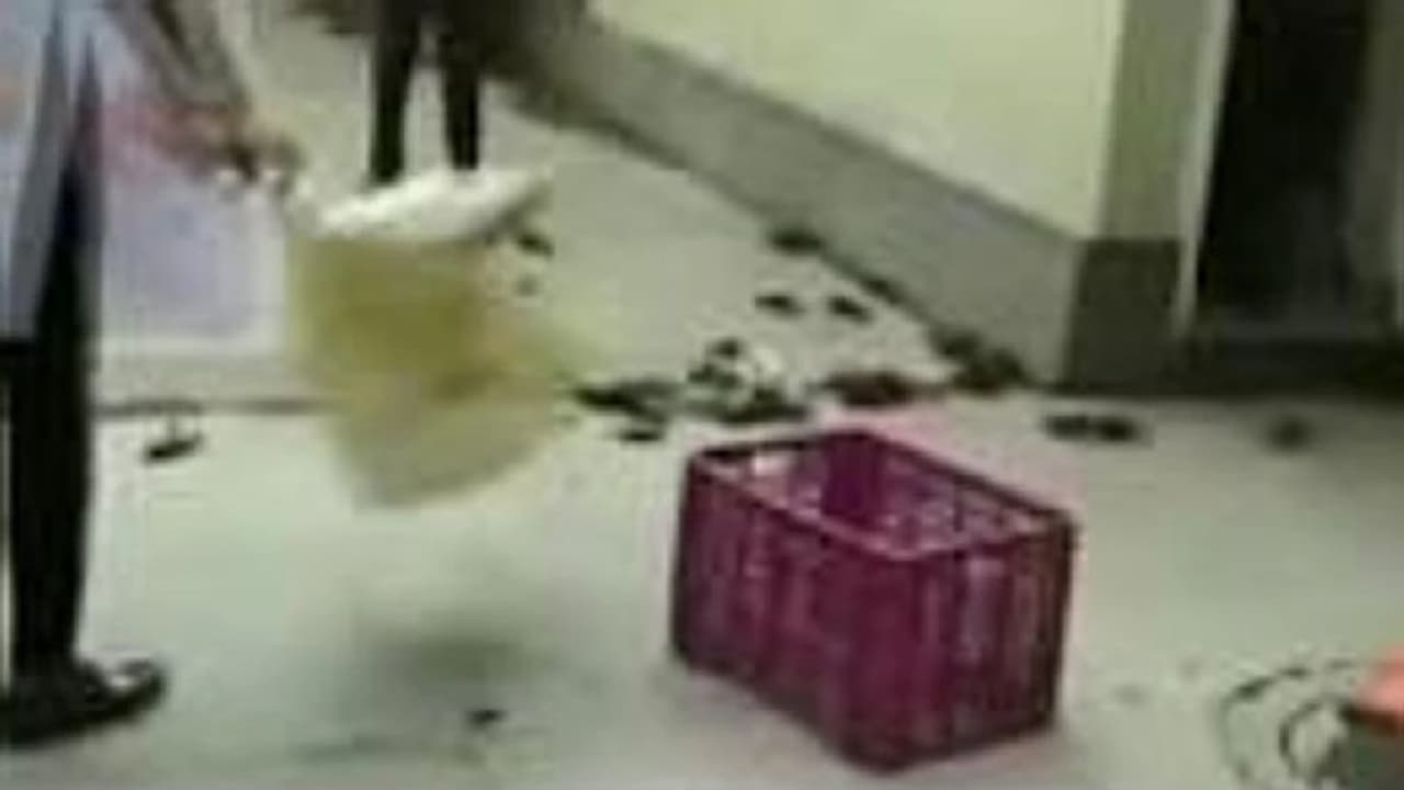 ಏಡಿಗಳಿಂದ ಡ್ಯಾಂ ಒಡೀತು ಎಂದ ಸಚಿವರ ಮನೆ ಮುಂದೆ ಏಡಿ ಸುರಿದು ಪ್ರತಿಭಟನೆ! ಏಡಿಗಳಿಂದ ಡ್ಯಾಂ ಒಡೀತು ಎಂದ ಸಚಿವರ ಮನೆ ಮುಂದೆ ಏಡಿ ಸುರಿದು ಪ್ರತಿಭಟನೆ!