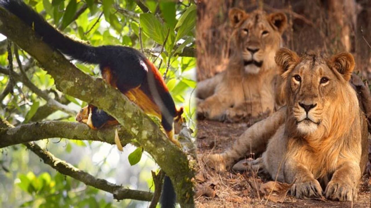 മലയണ്ണാന് പകരം സിംഹങ്ങള്; നെയ്യാര് സിംഹ സഫാരി പാര്ക്കിലേക്ക് ഗുജറാത്തില് നിന്നും സിംഹങ്ങളെത്തും മലയണ്ണാന് പകരം സിംഹങ്ങള്; നെയ്യാര് സിംഹ സഫാരി പാര്ക്കിലേക്ക് ഗുജറാത്തില് നിന്നും സിംഹങ്ങളെത്തും