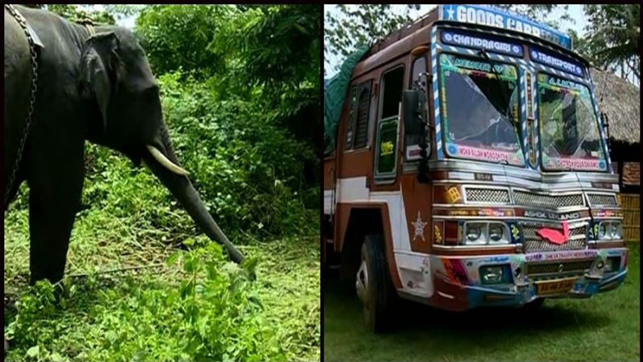 ലോറിയിടിച്ച് പരിക്കേറ്റ കാട്ടാനയ്ക്ക് ചികിത്സ നല്കി വനംവകുപ്പ്; ലോറി ഡ്രൈവര് അറസ്റ്റില് ലോറിയിടിച്ച് പരിക്കേറ്റ കാട്ടാനയ്ക്ക് ചികിത്സ നല്കി വനംവകുപ്പ്; ലോറി ഡ്രൈവര് അറസ്റ്റില്