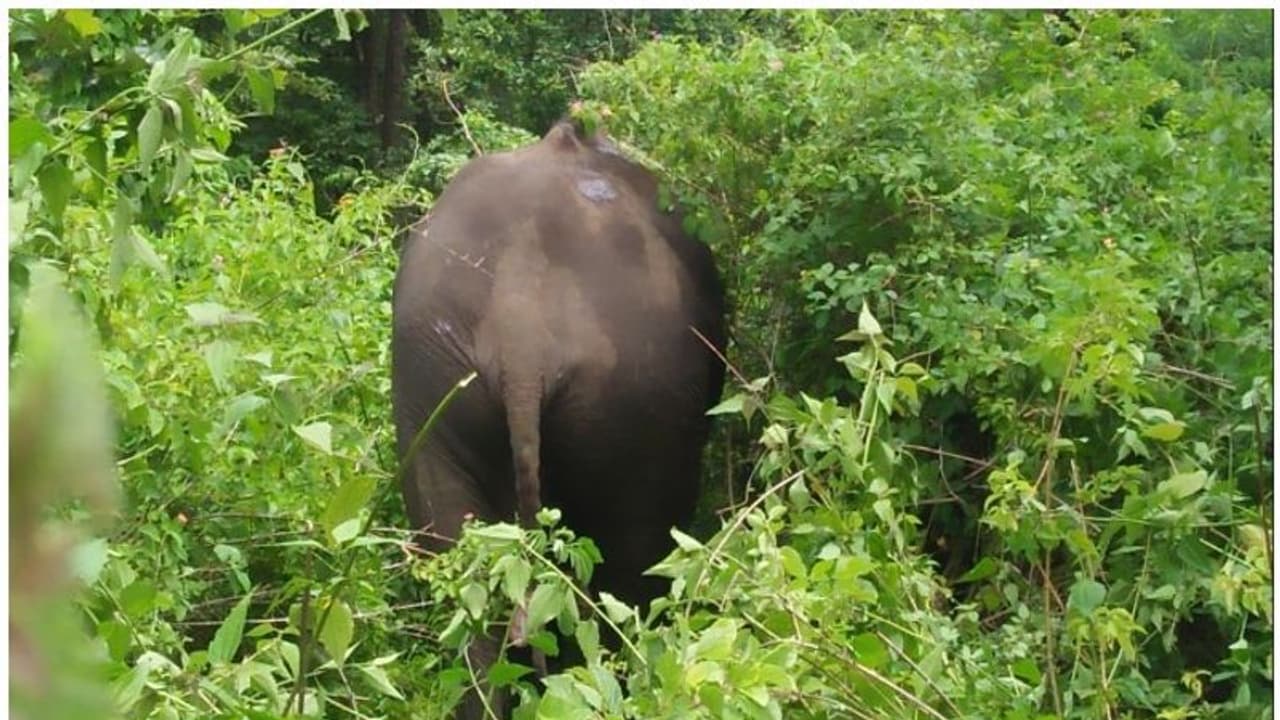 ചാലിയാർ പുഴയുടെ തീരത്ത് അവശ നിലയിൽ കാട്ടാന, അക്രമകാരിയെന്ന് നാട്ടുകാർ ചാലിയാർ പുഴയുടെ തീരത്ത് അവശ നിലയിൽ കാട്ടാന, അക്രമകാരിയെന്ന് നാട്ടുകാർ