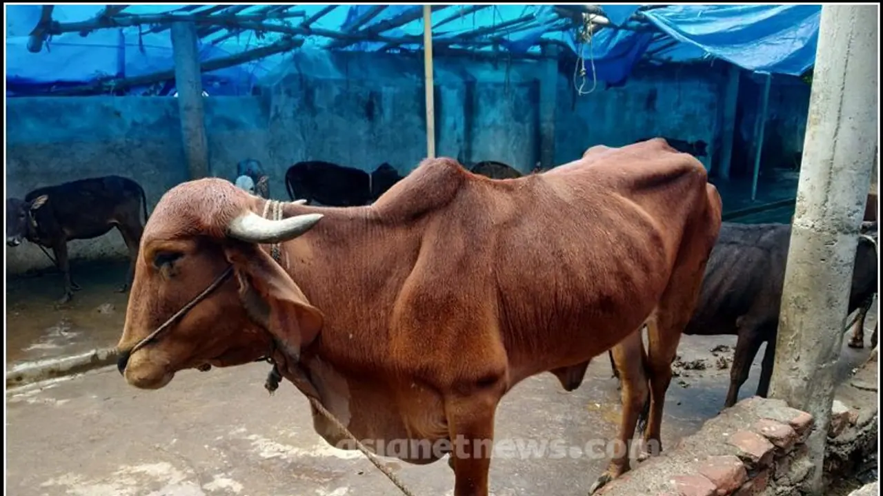 12అడుగుల గుంతలో పడిన ఆవు... మూడురోజులు నరకం
