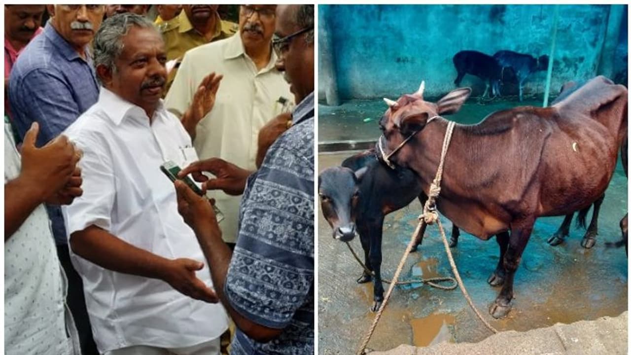 സ്വകാര്യ ഗോശാലയില് പശുക്കളെ പട്ടിണിക്കിട്ട സംഭവം; പശുക്കളെ ഏറ്റെടുക്കാമെന്ന് മന്ത്രി കെ രാജു സ്വകാര്യ ഗോശാലയില് പശുക്കളെ പട്ടിണിക്കിട്ട സംഭവം; പശുക്കളെ ഏറ്റെടുക്കാമെന്ന് മന്ത്രി കെ രാജു