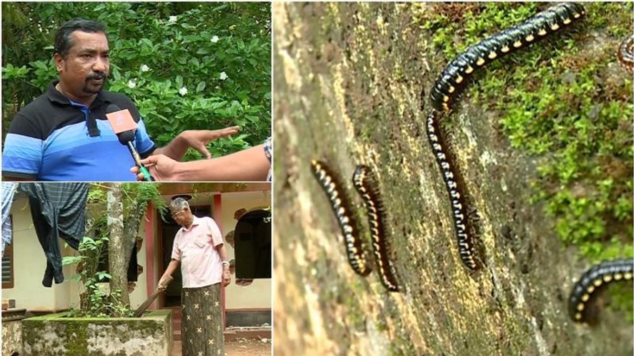 ദിനം പ്രതി പെരുകി കുഞ്ഞൻ അട്ടകൾ; പൊറുതിമുട്ടി പെരുങ്കുളം നിവാസികൾ