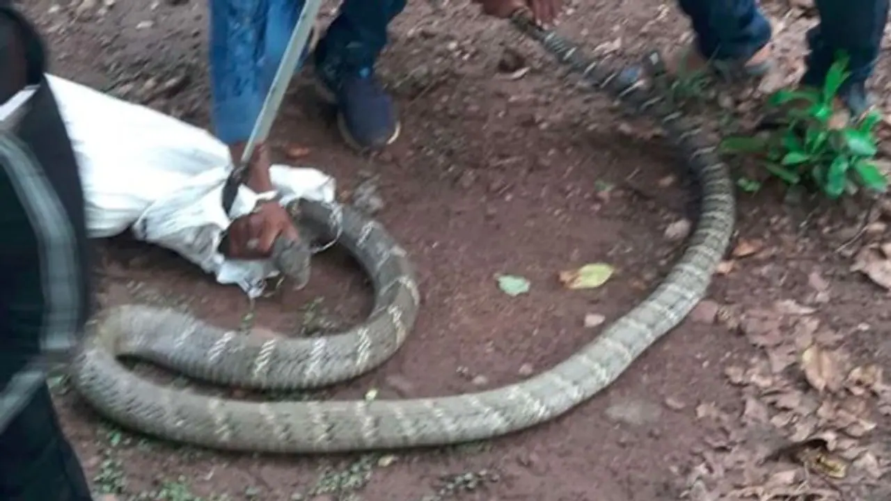 ওড়িশায় উদ্ধার হল প্রায় ১১ ফুটের শঙ্খচূড়, ওজন প্রায় ২৫ কেজি