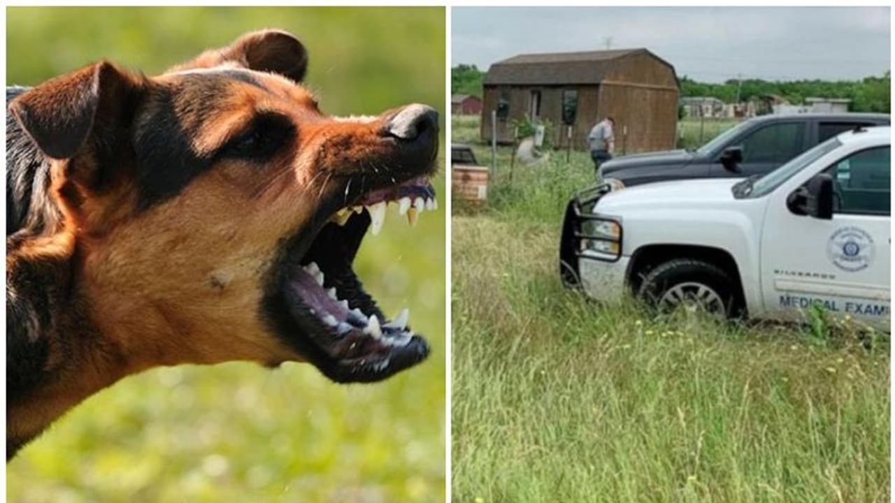 നായ്ക്കളെ ജീവനുതുല്യം സ്നേഹിച്ചു; ഒടുവില്‍ 18 വളര്‍ത്തുനായ്ക്കള്‍ ചേര്‍ന്ന് കടിച്ചുതിന്നു! ബാക്കിയായത് എല്ലും മുടിയും