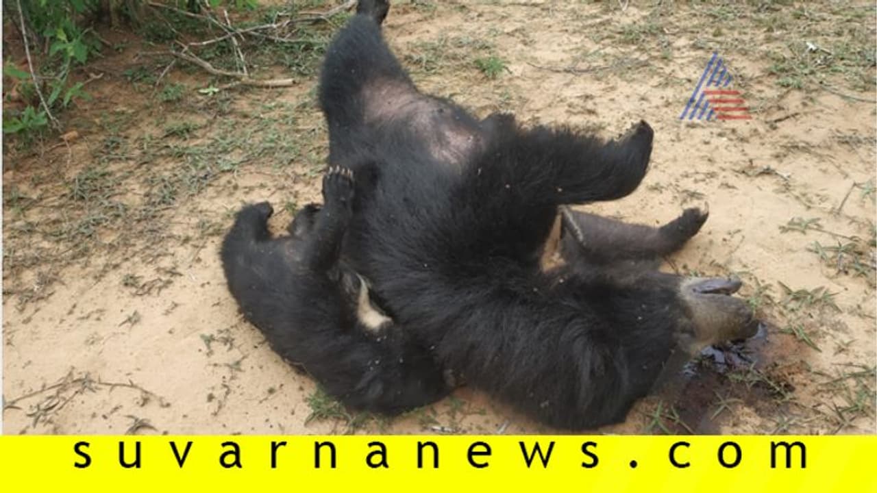 ವಿದ್ಯುತ್ ಸ್ಪರ್ಶ ಶಂಕೆ: ಬೆನ್ನ ಮೇಲೆ ಮರಿ ಕೂರಿಸಿಕೊಂಡಿದ್ದ ಸ್ಥಿತಿಯ್ಲಲೇ ಕರಡಿ ಸಾವು! ವಿದ್ಯುತ್ ಸ್ಪರ್ಶ ಶಂಕೆ: ಬೆನ್ನ ಮೇಲೆ ಮರಿ ಕೂರಿಸಿಕೊಂಡಿದ್ದ ಸ್ಥಿತಿಯ್ಲಲೇ ಕರಡಿ ಸಾವು!