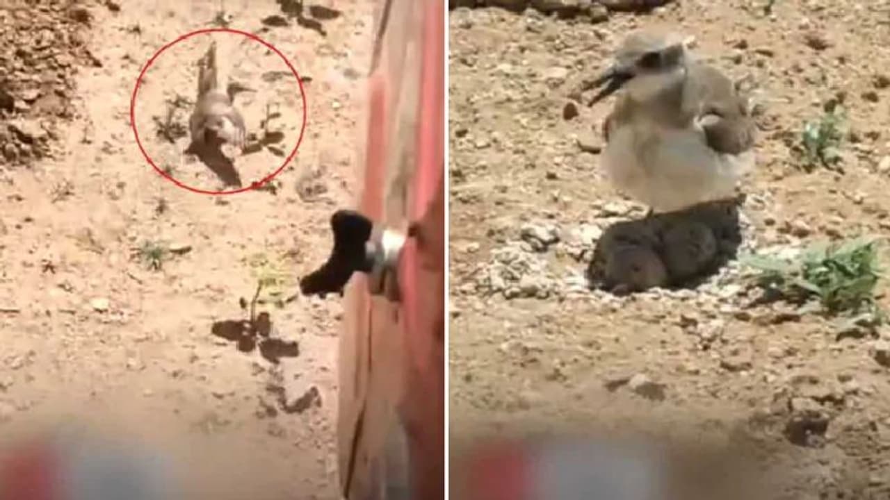 ಮೊಟ್ಟೆ ಕಾಪಾಡಲು ಟ್ರ್ಯಾಕ್ಟರ್ಗೇ ಅಡ್ಡ ನಿಂತ ತಾಯಿ ಹಕ್ಕಿ!: ವೈರಲ್ ಆಯ್ತು ಹೃದಯಸ್ಪರ್ಶಿ ವಿಡಿಯೋ ಮೊಟ್ಟೆ ಕಾಪಾಡಲು ಟ್ರ್ಯಾಕ್ಟರ್ಗೇ ಅಡ್ಡ ನಿಂತ ತಾಯಿ ಹಕ್ಕಿ!: ವೈರಲ್ ಆಯ್ತು ಹೃದಯಸ್ಪರ್ಶಿ ವಿಡಿಯೋ