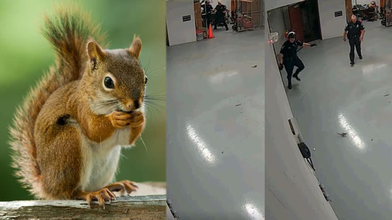 'അണ്ണാന് കുഞ്ഞും തന്നാലായത്', പൊലീസുകാരെ വട്ടംചുറ്റിച്ചു; വൈറല് വീഡിയോ 'അണ്ണാന് കുഞ്ഞും തന്നാലായത്', പൊലീസുകാരെ വട്ടംചുറ്റിച്ചു; വൈറല് വീഡിയോ