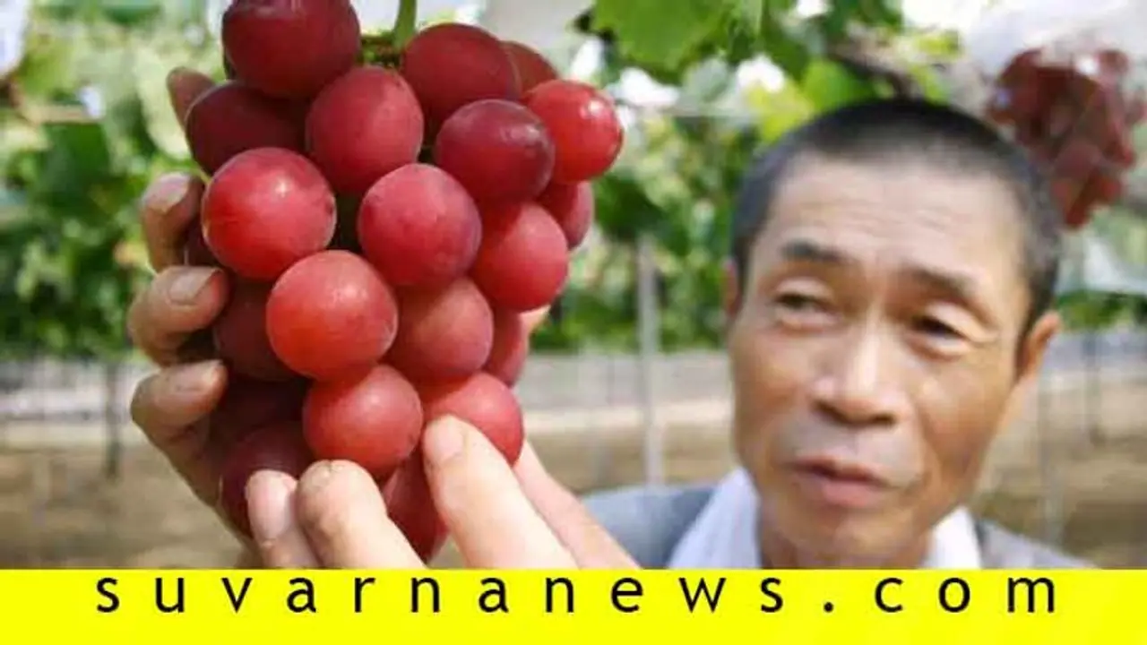 ಜಪಾನಿನ ಈ 24 ಕೆಂಪು ದ್ರಾಕ್ಷಿ ಬೆಲೆ 74 ಲಕ್ಷ ರೂ.! ಜಪಾನಿನ ಈ 24 ಕೆಂಪು ದ್ರಾಕ್ಷಿ ಬೆಲೆ 74 ಲಕ್ಷ ರೂ.!