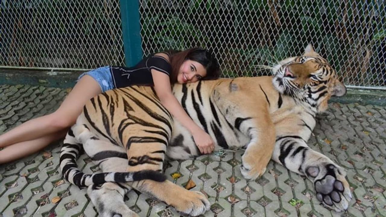 పులితో హాట్ బ్యూటీ అల్లరి పులితో హాట్ బ్యూటీ అల్లరి