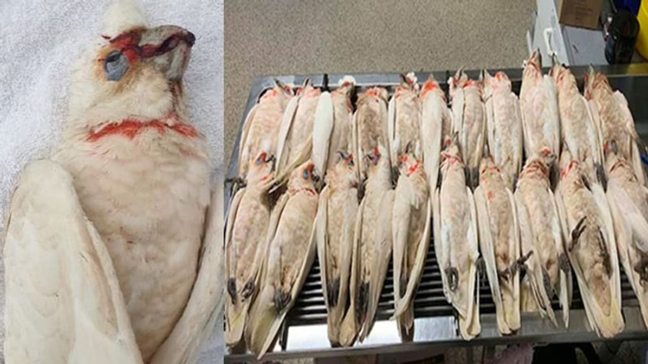 പറക്കുന്നതിനിടെ പക്ഷികള്‍ കൂട്ടത്തോടെ മരിച്ചു വീണു; പ്രേതസിനിമകളെ ഓര്‍മ്മിപ്പിച്ച രംഗമെന്ന് ദൃസാക്ഷികള്‍...