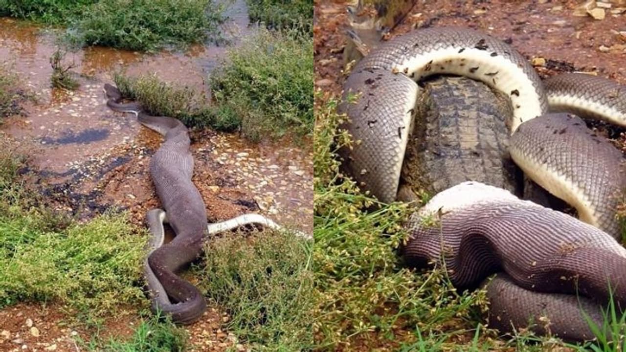 ಹೆಬ್ಬಾವು ಮೊಸಳೆ ರಣಭೀಕರ ಹೋರಾಟ, ಗೆದ್ದು ಬೀಗಿದ್ದು ಯಾರು? ಹೆಬ್ಬಾವು ಮೊಸಳೆ ರಣಭೀಕರ ಹೋರಾಟ, ಗೆದ್ದು ಬೀಗಿದ್ದು ಯಾರು?