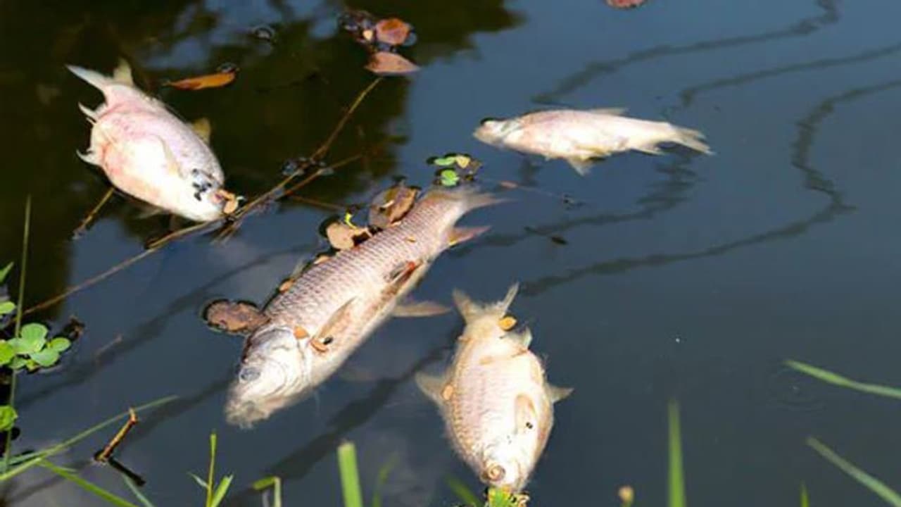 അഞ്ഞൂറിൽപരം മത്സ്യയിനങ്ങളിൽ വളർച്ചയെത്തുമ്പോഴേക്കും ലിംഗമാറ്റം നടക്കുന്നു എന്ന് ഗവേഷകർ