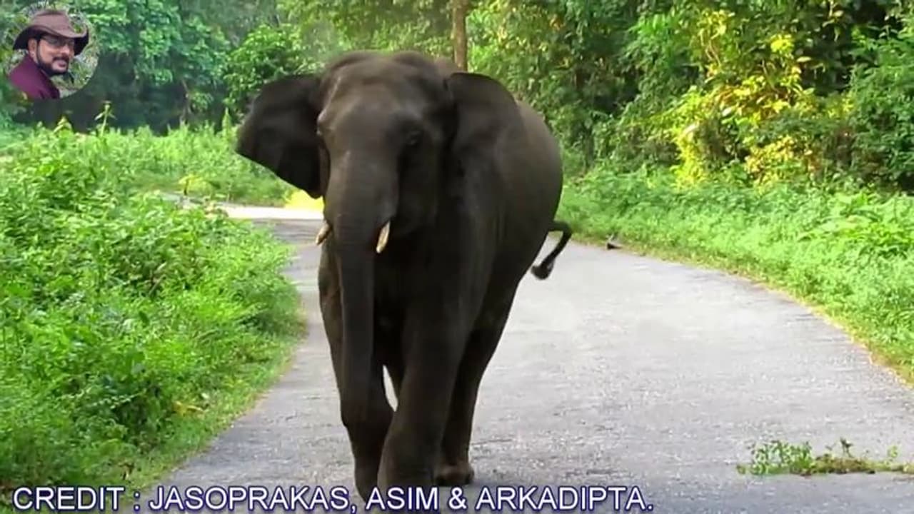 ആറളം ഫാമിൽ തൊഴിലാളിയെ കാട്ടാന ചവിട്ടിക്കൊന്നു ആറളം ഫാമിൽ തൊഴിലാളിയെ കാട്ടാന ചവിട്ടിക്കൊന്നു